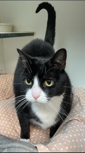 Domino Dipper, an adoptable Domestic Short Hair in Sandy, UT, 84070 | Photo Image 1