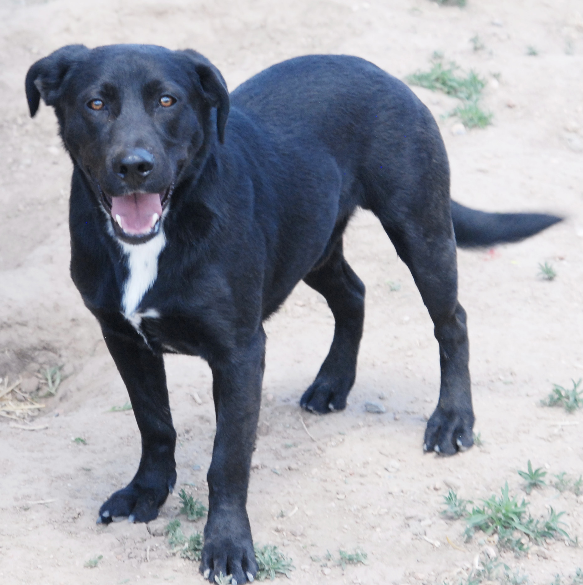 Elliot, an adoptable Black Labrador Retriever in San Luis, CO, 81152 | Photo Image 2