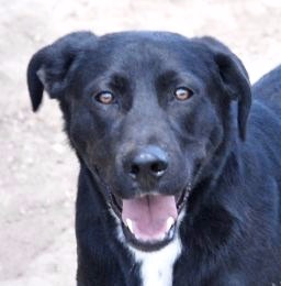 Elliot, an adoptable Black Labrador Retriever in San Luis, CO, 81152 | Photo Image 1