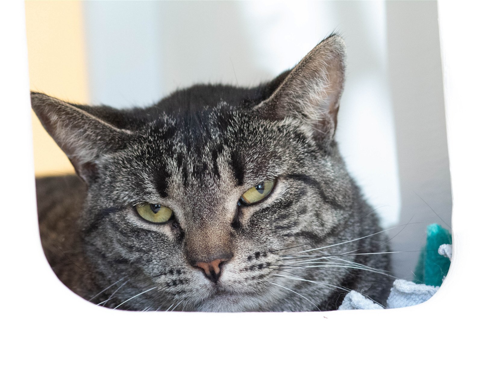 Mabel, an adoptable Domestic Short Hair in Fargo, ND, 58103 | Photo Image 1