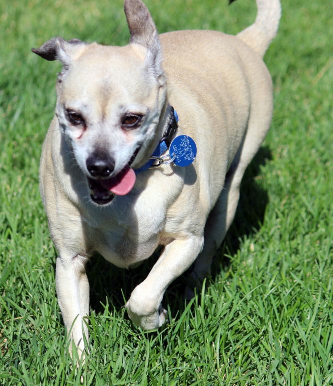 Dog for adoption - Duke, a Terrier & Chihuahua Mix in Antioch, CA ...