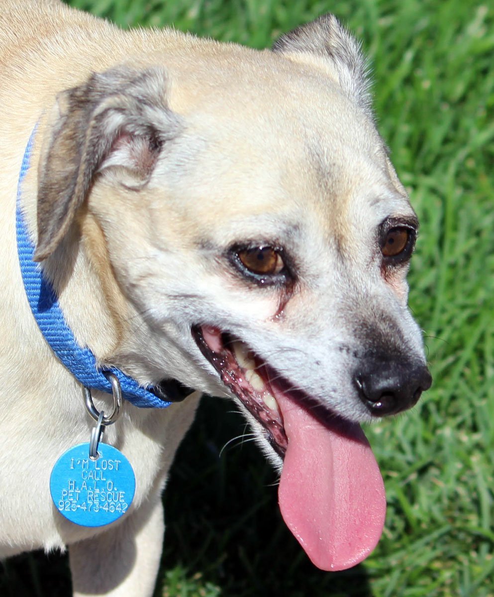 Duke, an adoptable Terrier, Chihuahua in Antioch, CA, 94531 | Photo Image 2