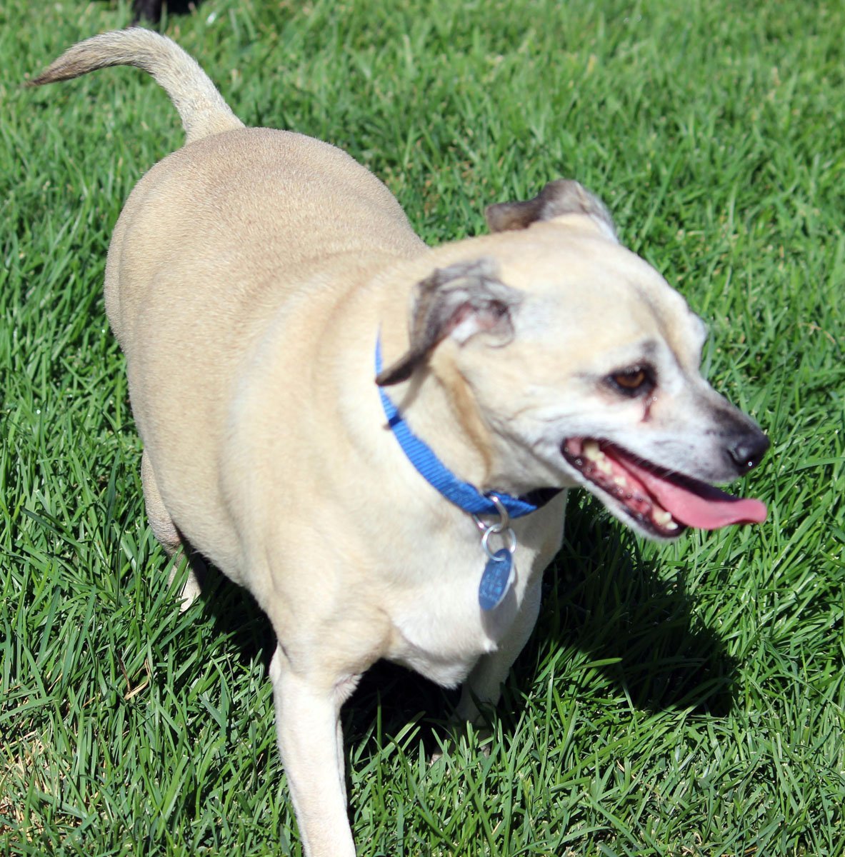 Duke, an adoptable Terrier, Chihuahua in Antioch, CA, 94531 | Photo Image 3