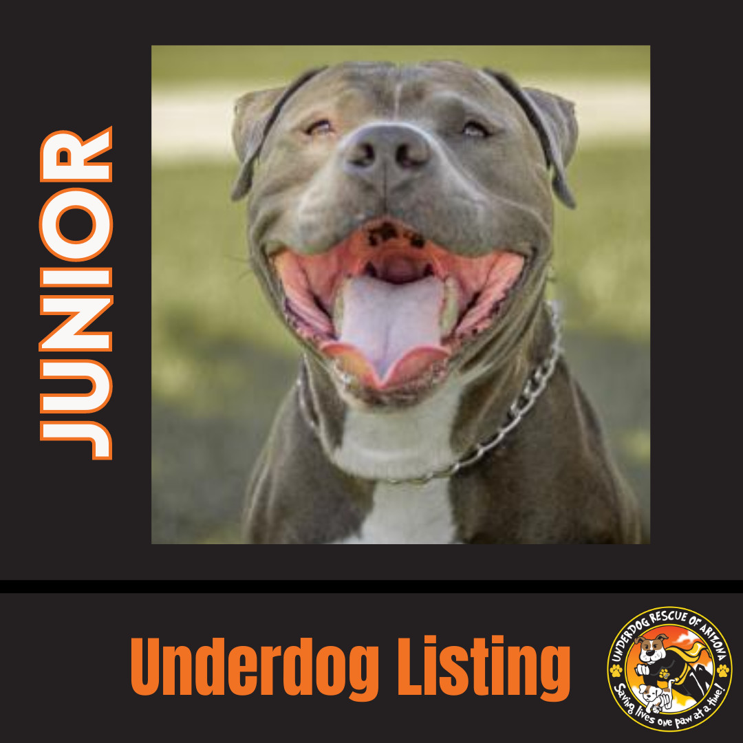 JUNIOR #5, an adoptable Staffordshire Bull Terrier, American Bulldog in Chandler, AZ, 85249 | Photo Image 1