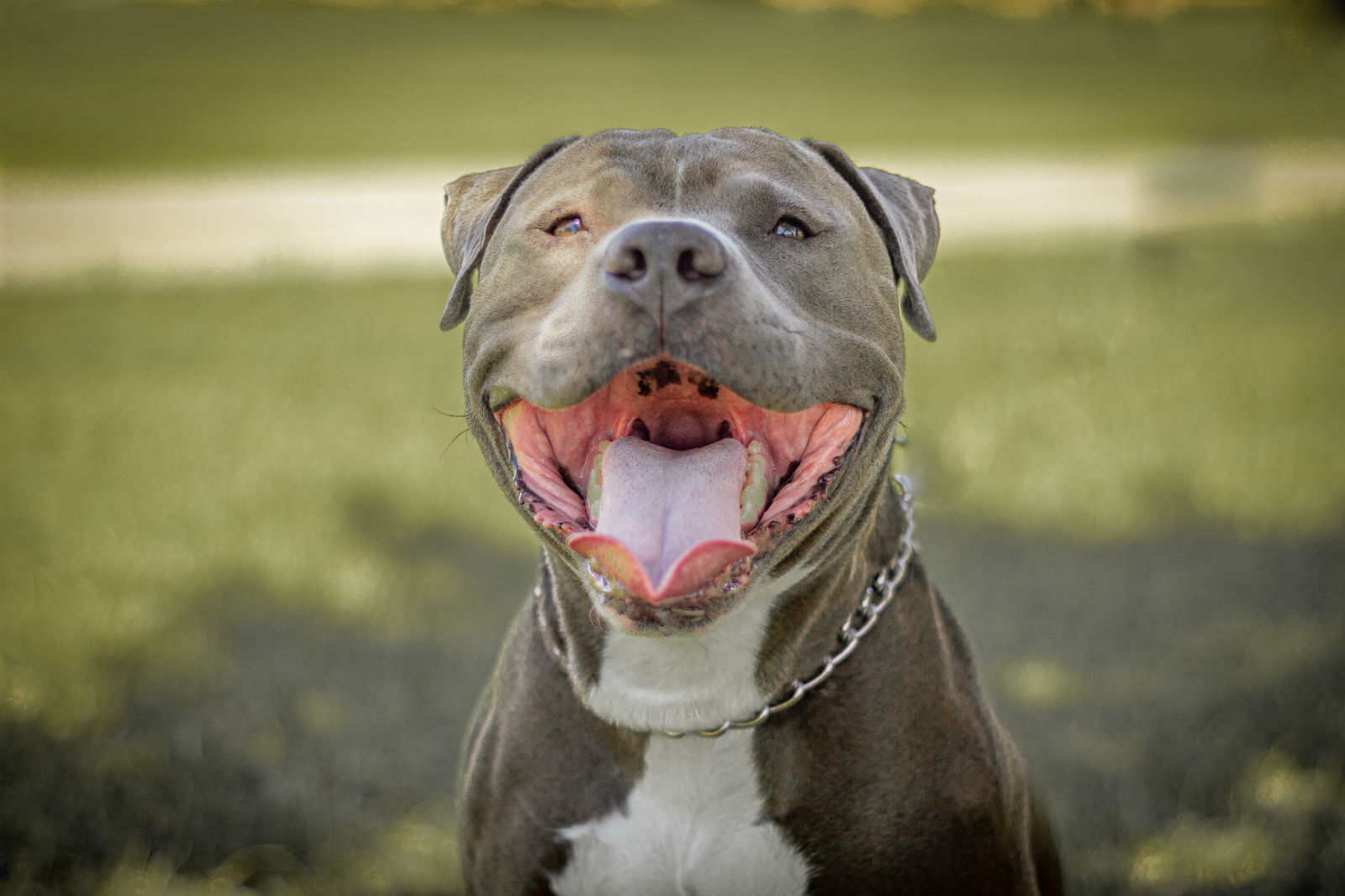 JUNIOR #5, an adoptable Staffordshire Bull Terrier, American Bulldog in Chandler, AZ, 85249 | Photo Image 1