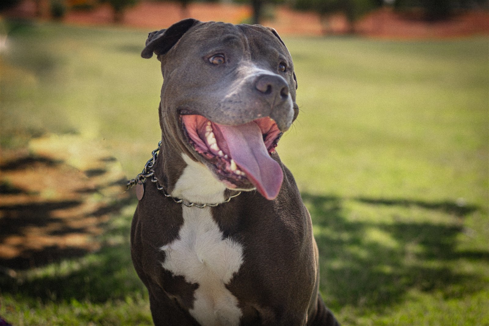 JUNIOR #5, an adoptable Staffordshire Bull Terrier, American Bulldog in Chandler, AZ, 85249 | Photo Image 2