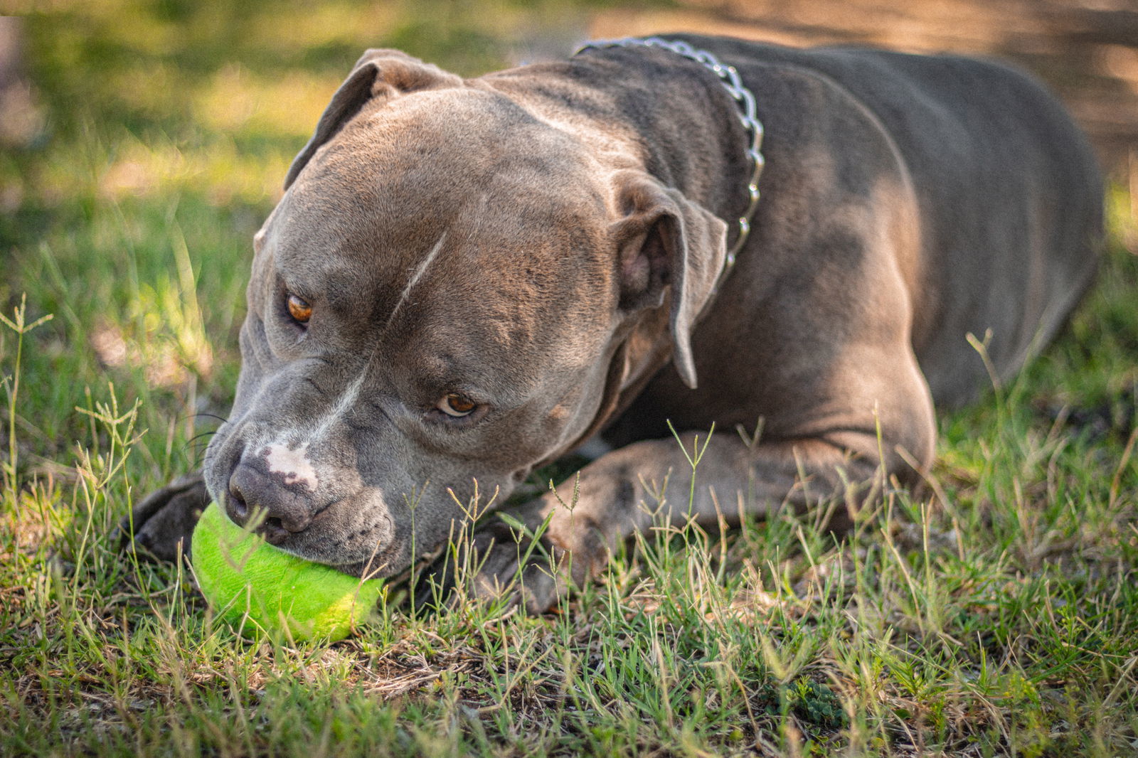 JUNIOR #5, an adoptable Staffordshire Bull Terrier, American Bulldog in Chandler, AZ, 85249 | Photo Image 2