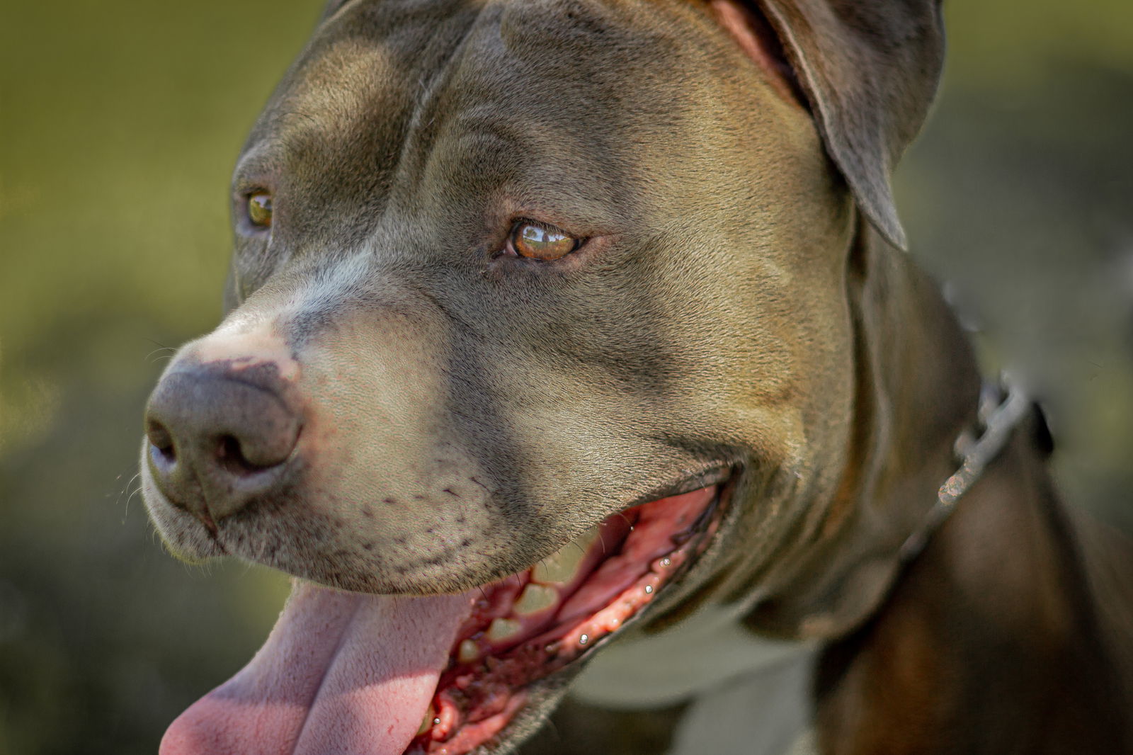 JUNIOR #5, an adoptable Staffordshire Bull Terrier, American Bulldog in Chandler, AZ, 85249 | Photo Image 3