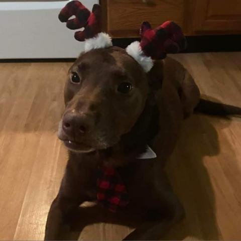 Cooper, an adoptable Chocolate Labrador Retriever, Mixed Breed in Winchester, VA, 22602 | Photo Image 1