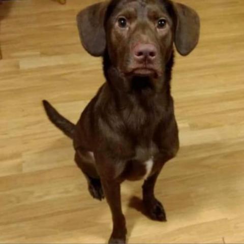 Cooper, an adoptable Chocolate Labrador Retriever, Mixed Breed in Winchester, VA, 22602 | Photo Image 2