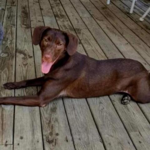 Cooper, an adoptable Chocolate Labrador Retriever, Mixed Breed in Winchester, VA, 22602 | Photo Image 3