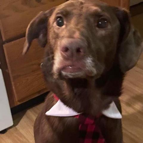 Cooper, an adoptable Chocolate Labrador Retriever, Mixed Breed in Winchester, VA, 22602 | Photo Image 4