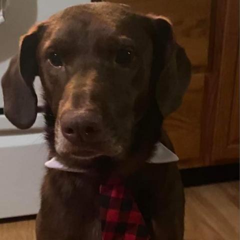 Cooper, an adoptable Chocolate Labrador Retriever, Mixed Breed in Winchester, VA, 22602 | Photo Image 5