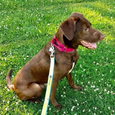 Cooper, an adoptable Chocolate Labrador Retriever, Mixed Breed in Winchester, VA, 22602 | Photo Image 6