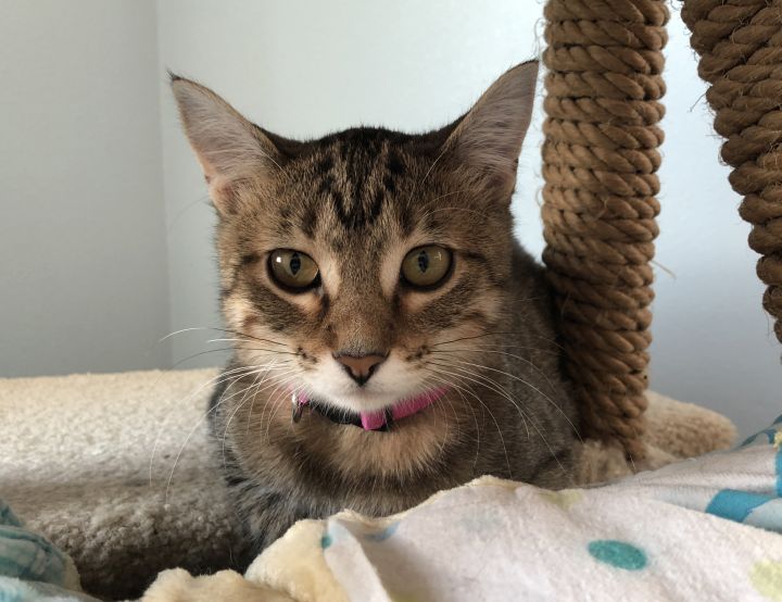 Eve, an adoptable Tabby in Pierre, SD_image-2