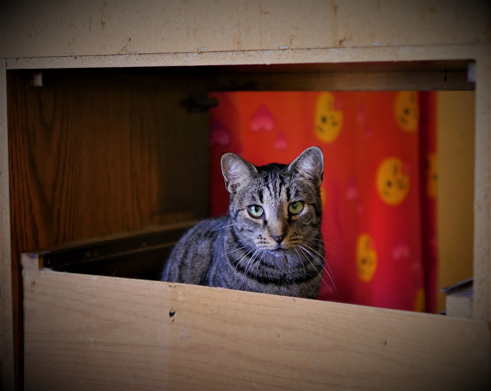 SASSY, an adoptable Bengal, Tabby in Yucca Valley, CA, 92284 | Photo Image 1