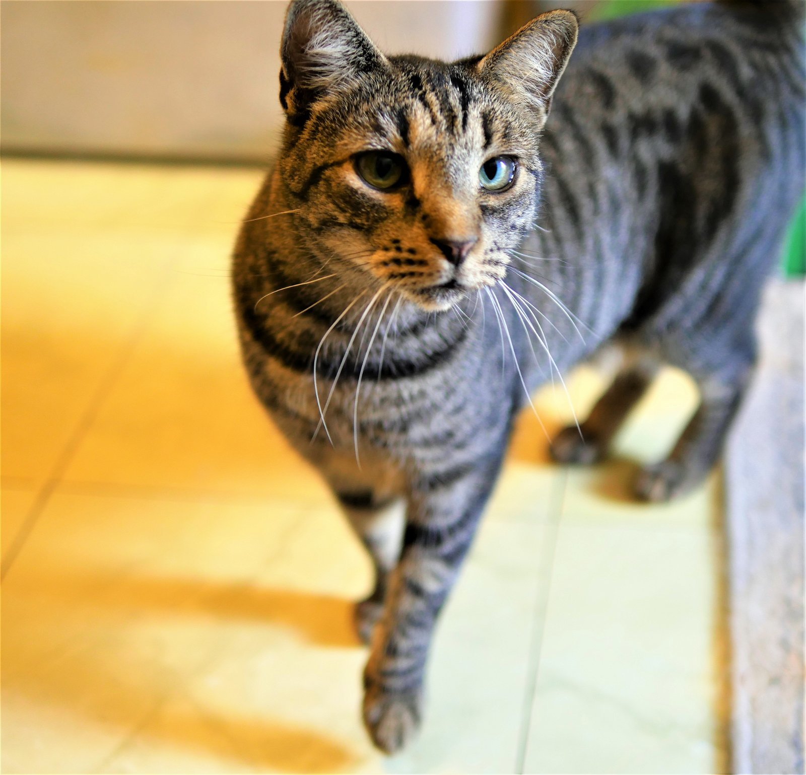 SASSY, an adoptable Bengal, Tabby in Yucca Valley, CA, 92284 | Photo Image 3