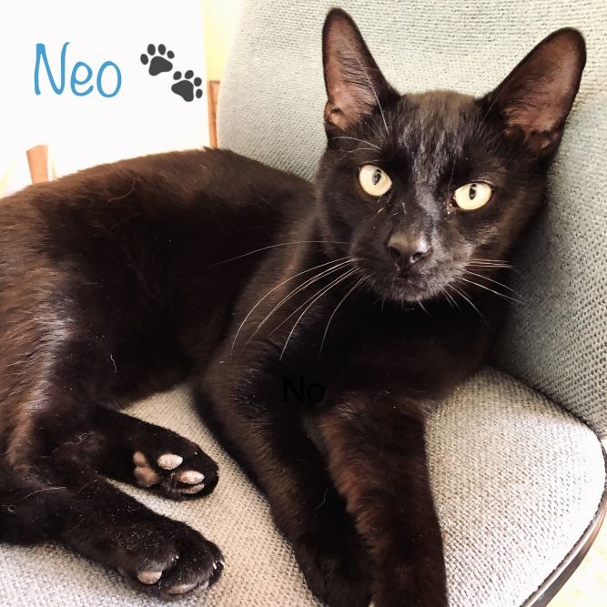 Cat for adoption - Neo, a Domestic Short Hair in Syracuse ...
