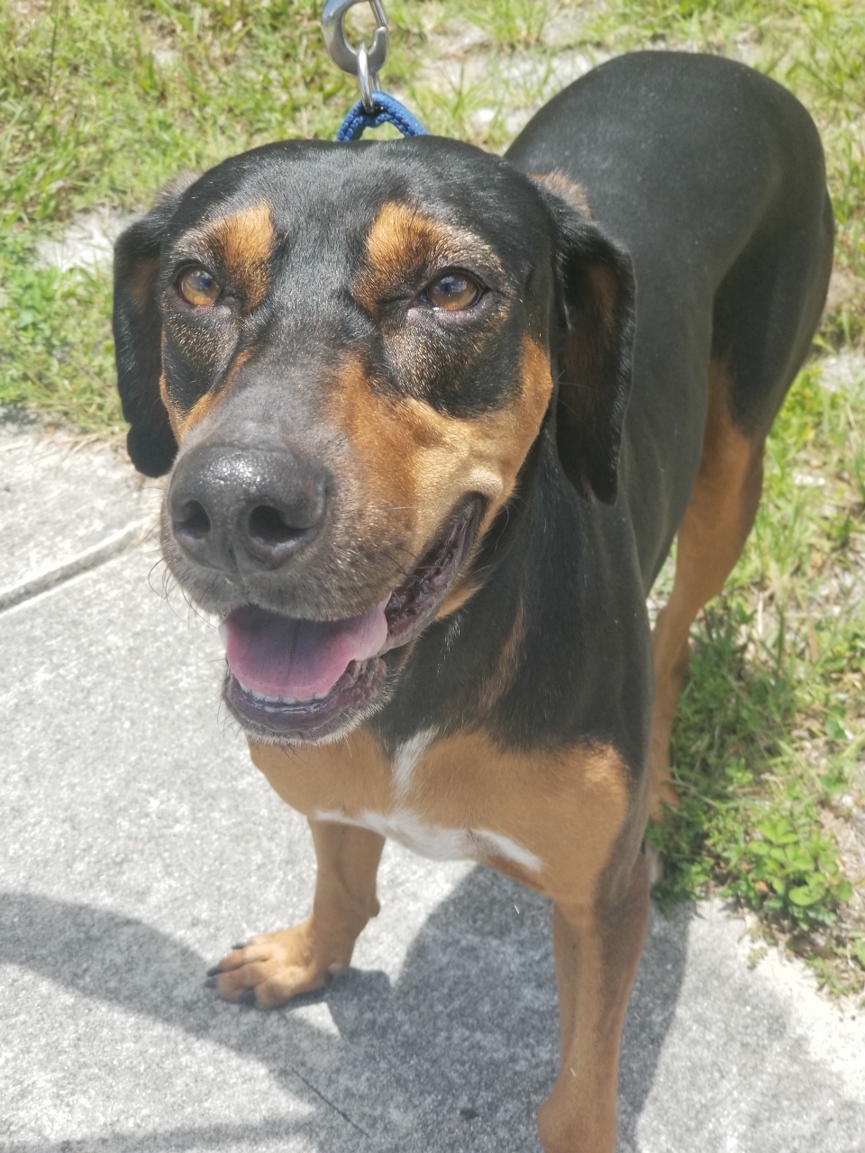 Sergio, an adoptable Doberman Pinscher, Mixed Breed in Oakland Park, FL, 33307 | Photo Image 2