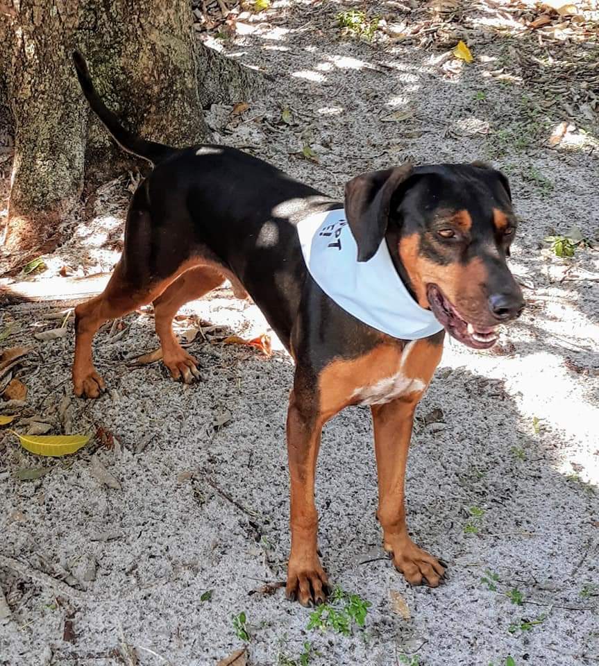 Sergio, an adoptable Doberman Pinscher, Mixed Breed in Oakland Park, FL, 33307 | Photo Image 3