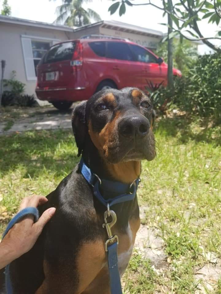 Sergio, an adoptable Doberman Pinscher, Mixed Breed in Oakland Park, FL, 33307 | Photo Image 4