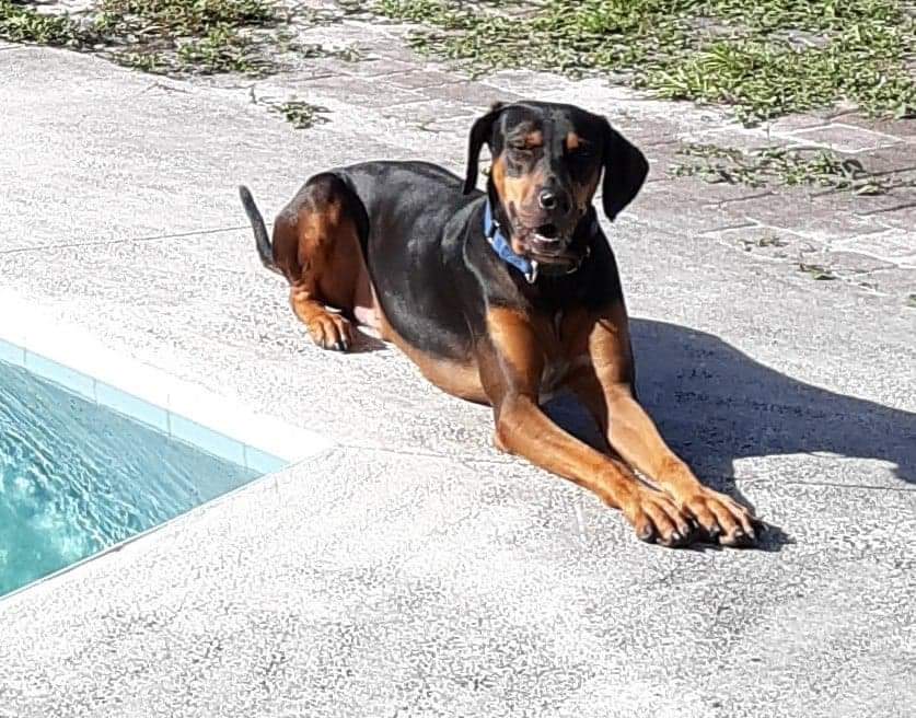 Sergio, an adoptable Doberman Pinscher, Mixed Breed in Oakland Park, FL, 33307 | Photo Image 1