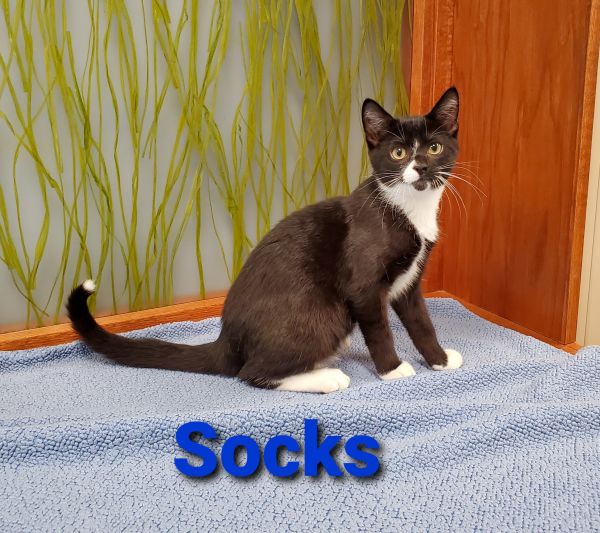 Socks