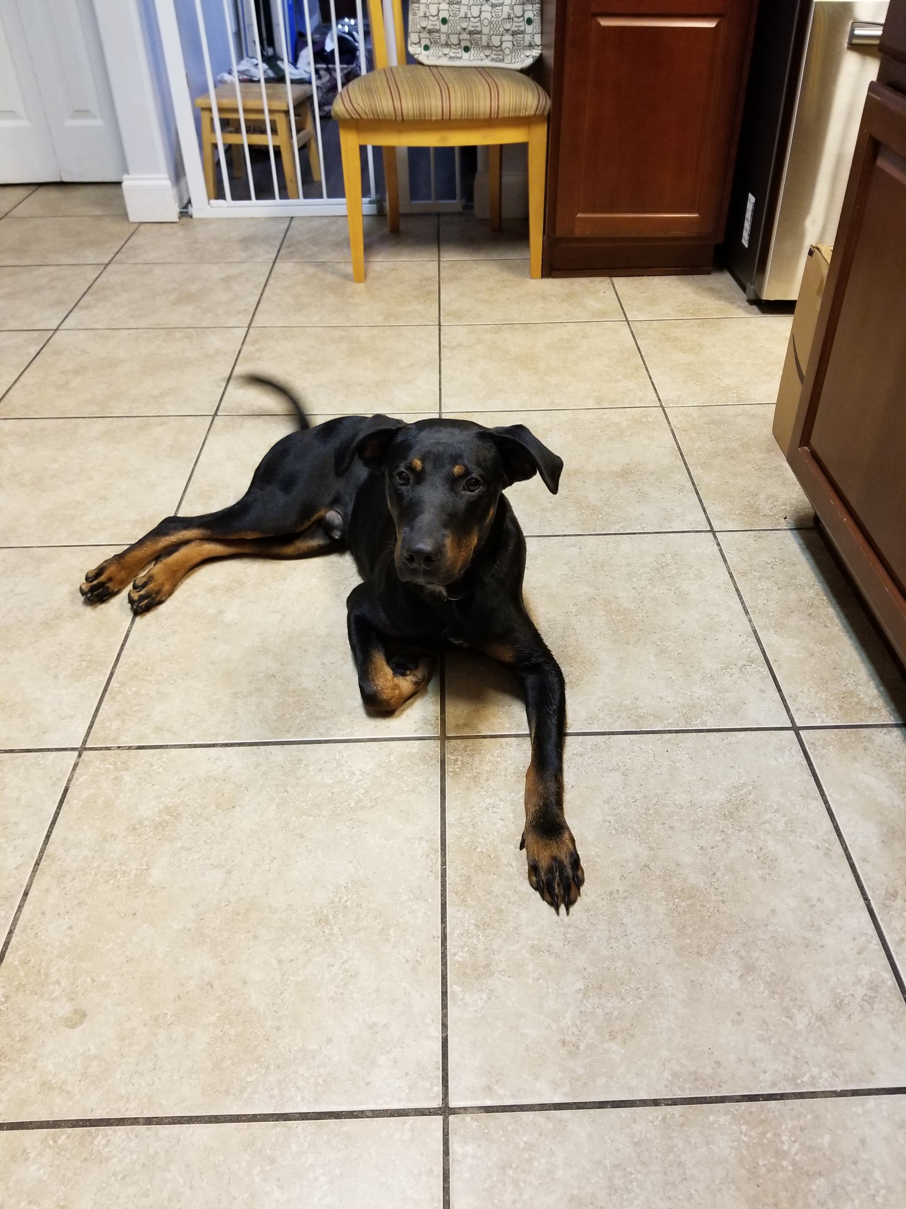 Jackson, an adoptable Black and Tan Coonhound in Brooksville, FL, 34603 | Photo Image 4