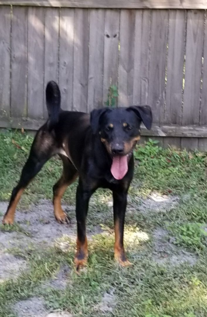 Jackson, an adoptable Black and Tan Coonhound in Brooksville, FL, 34603 | Photo Image 1