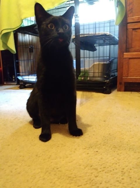 Licorice 2