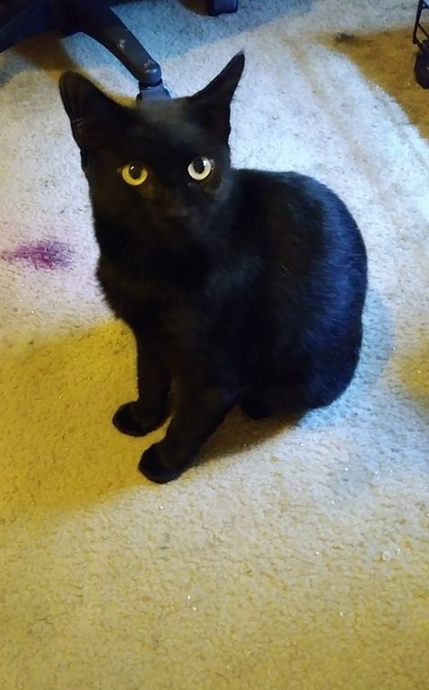 Licorice 5