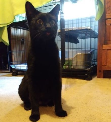 Licorice 1