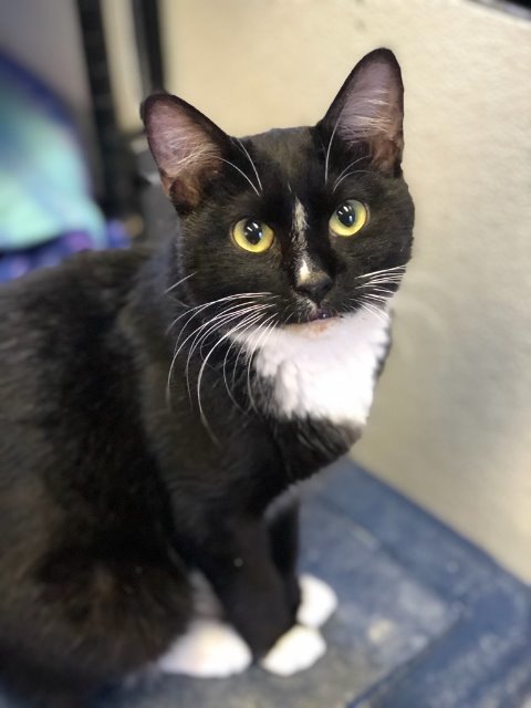 PHINEAS, an adoptable Domestic Short Hair in New Bern, NC, 28563 | Photo Image 1