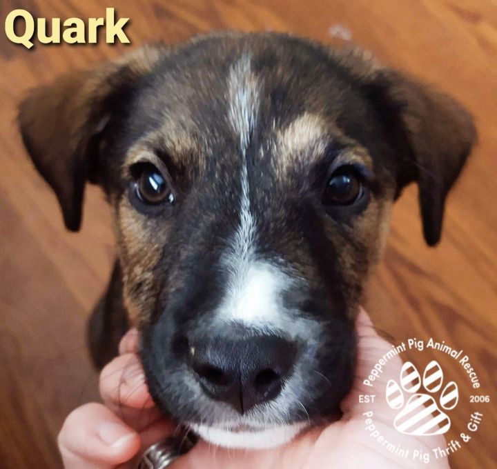 Quark ADOPTION PENDING 4