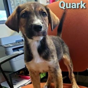 Quark ADOPTION PENDING