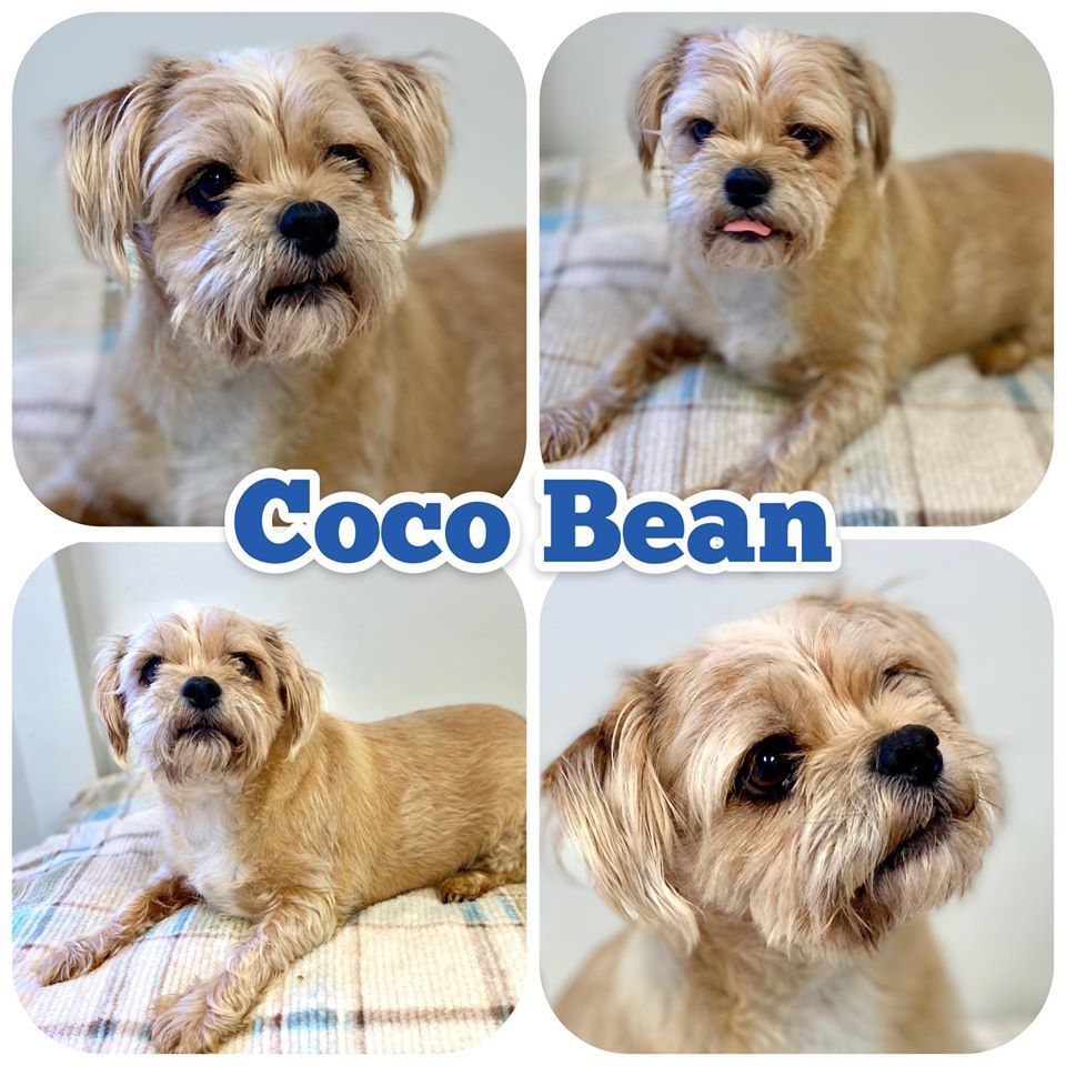 Cocoa Bean detail page