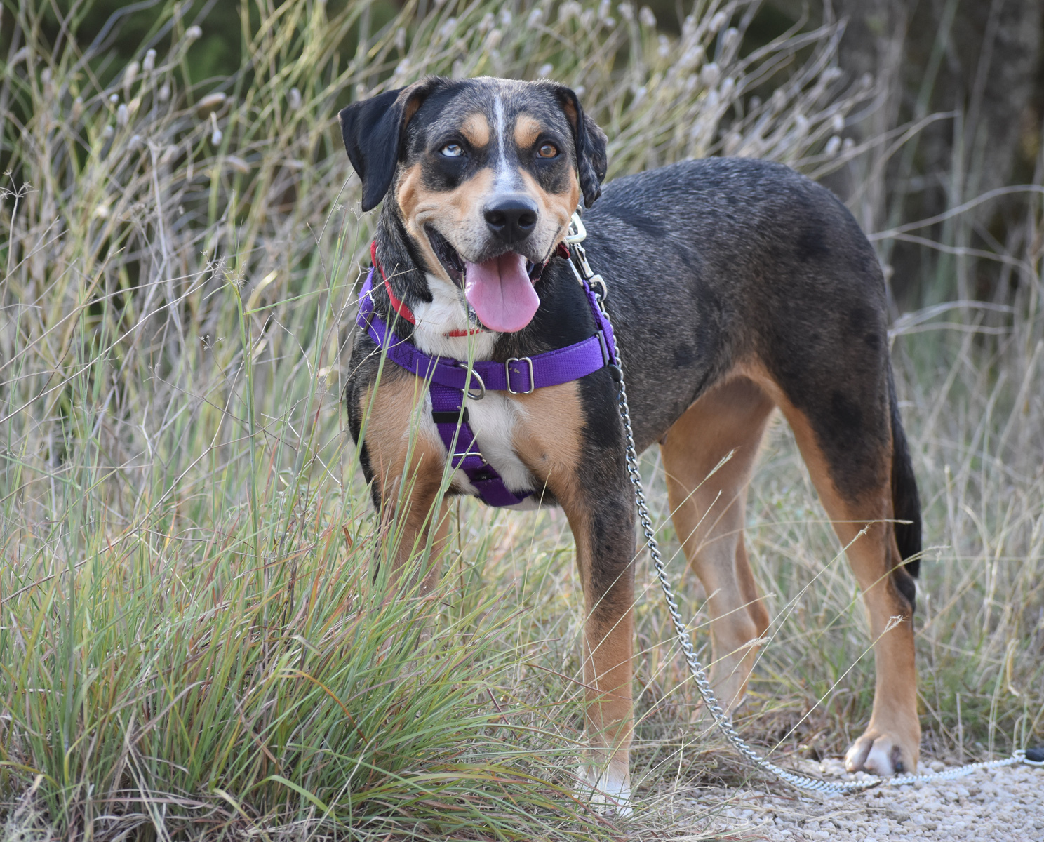 Ruby (fka Lulu), an adoptable Catahoula Leopard Dog in Georgetown, TX, 78633 | Photo Image 2