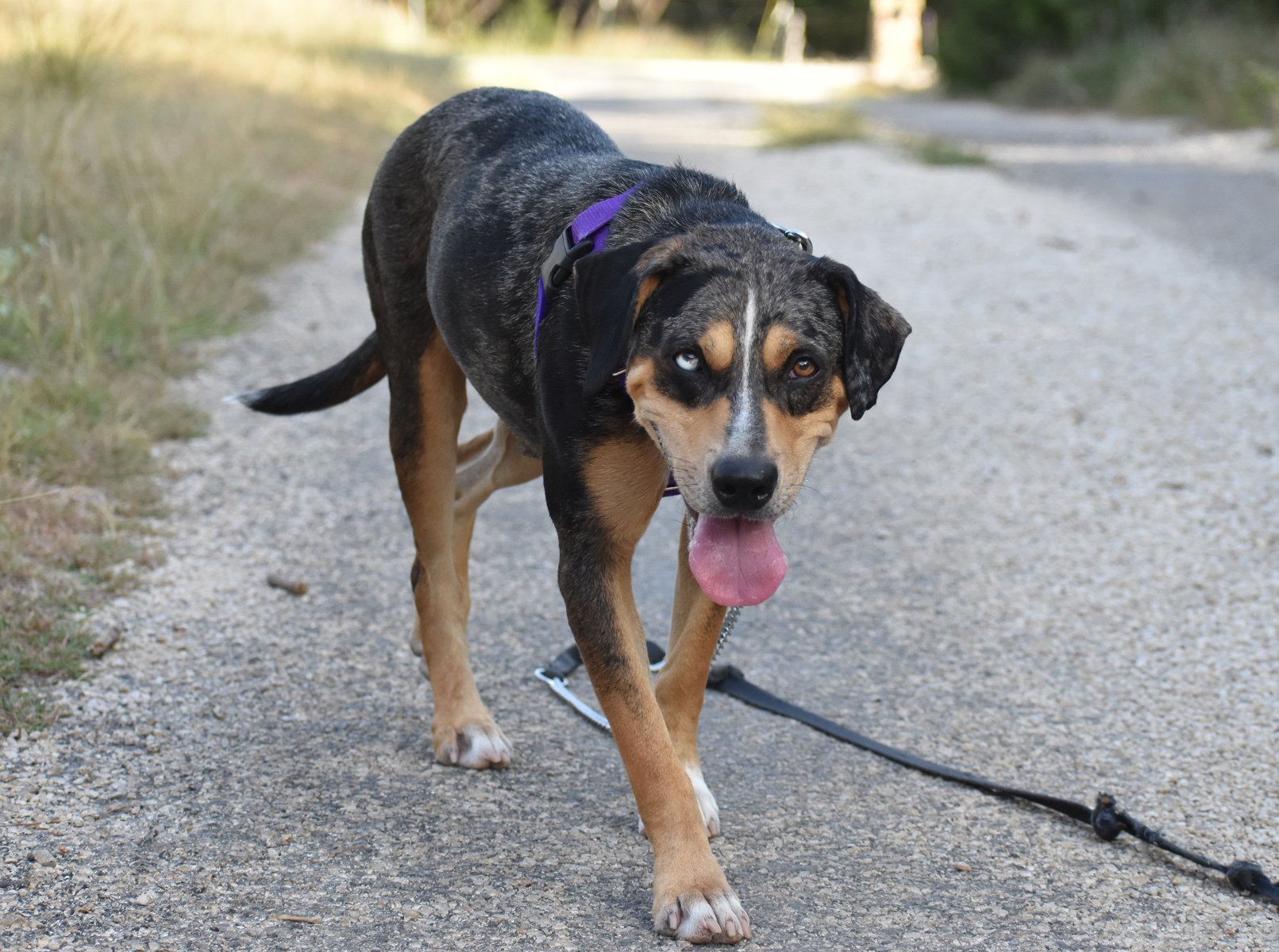 Ruby (fka Lulu), an adoptable Catahoula Leopard Dog in Georgetown, TX, 78633 | Photo Image 5