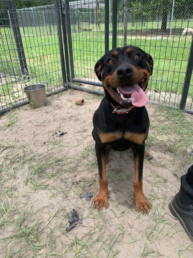 Rottweiler Mix Doberman