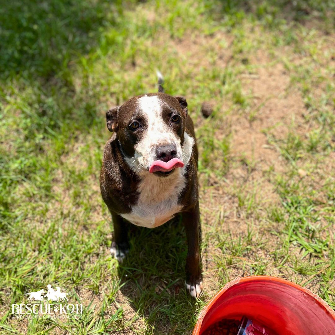 Pretty Girl, an adoptable Australian Cattle Dog / Blue Heeler, Border Collie in Camp Hill, AL, 36850 | Photo Image 3