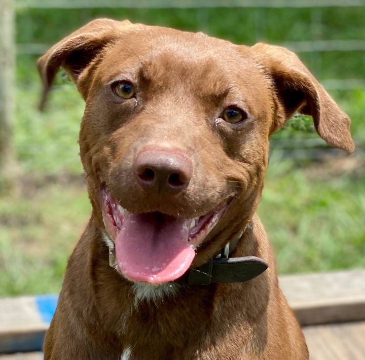 Chocolate lab store mixed with pitbull