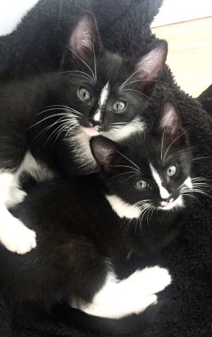 Binx & Ozzie (bonded)