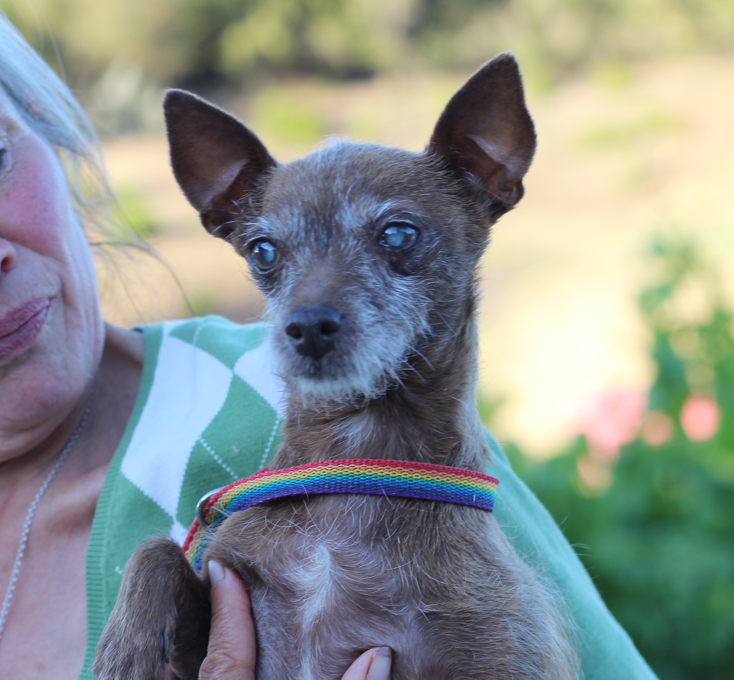 Dana, an adoptable Wire Fox Terrier, Silky Terrier in Creston, CA, 93432 | Photo Image 2