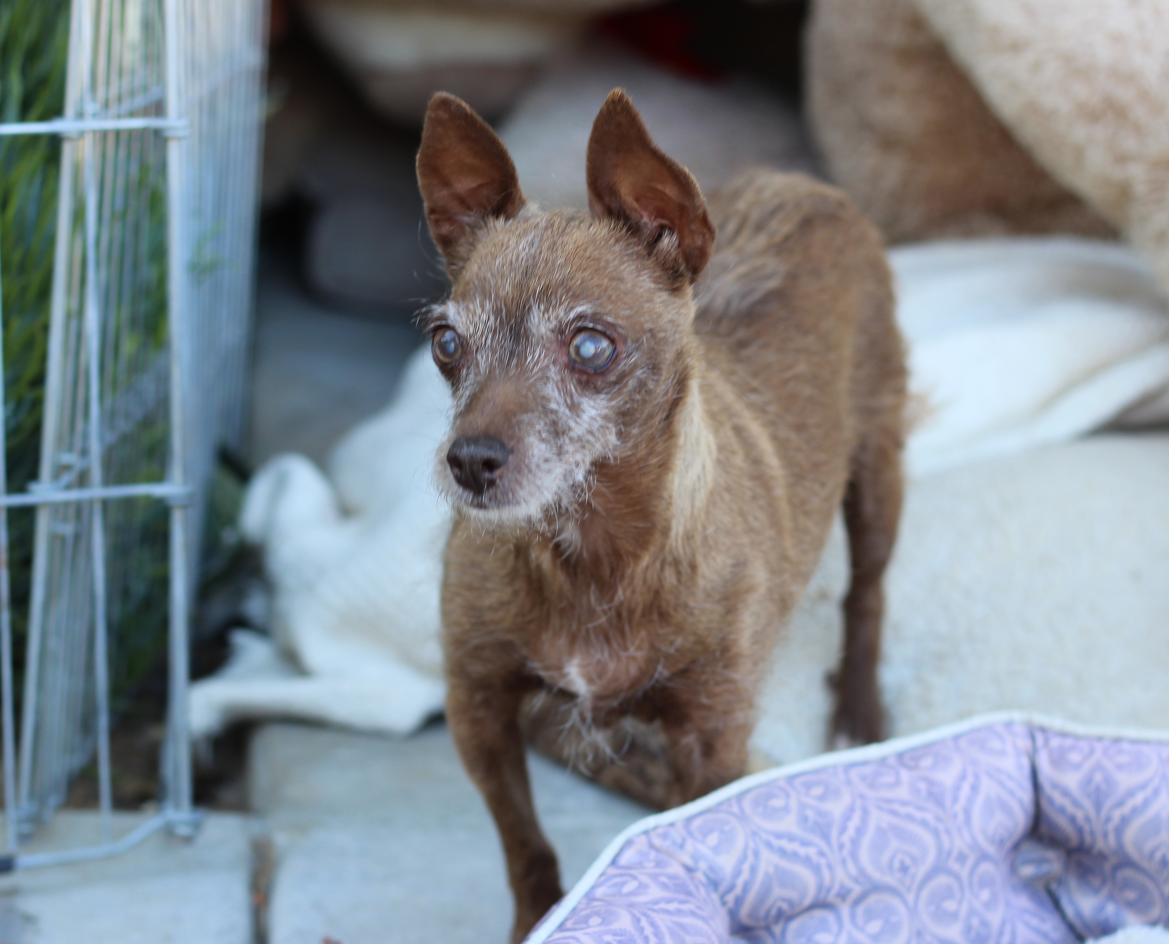 Dana, an adoptable Wire Fox Terrier, Silky Terrier in Creston, CA, 93432 | Photo Image 3