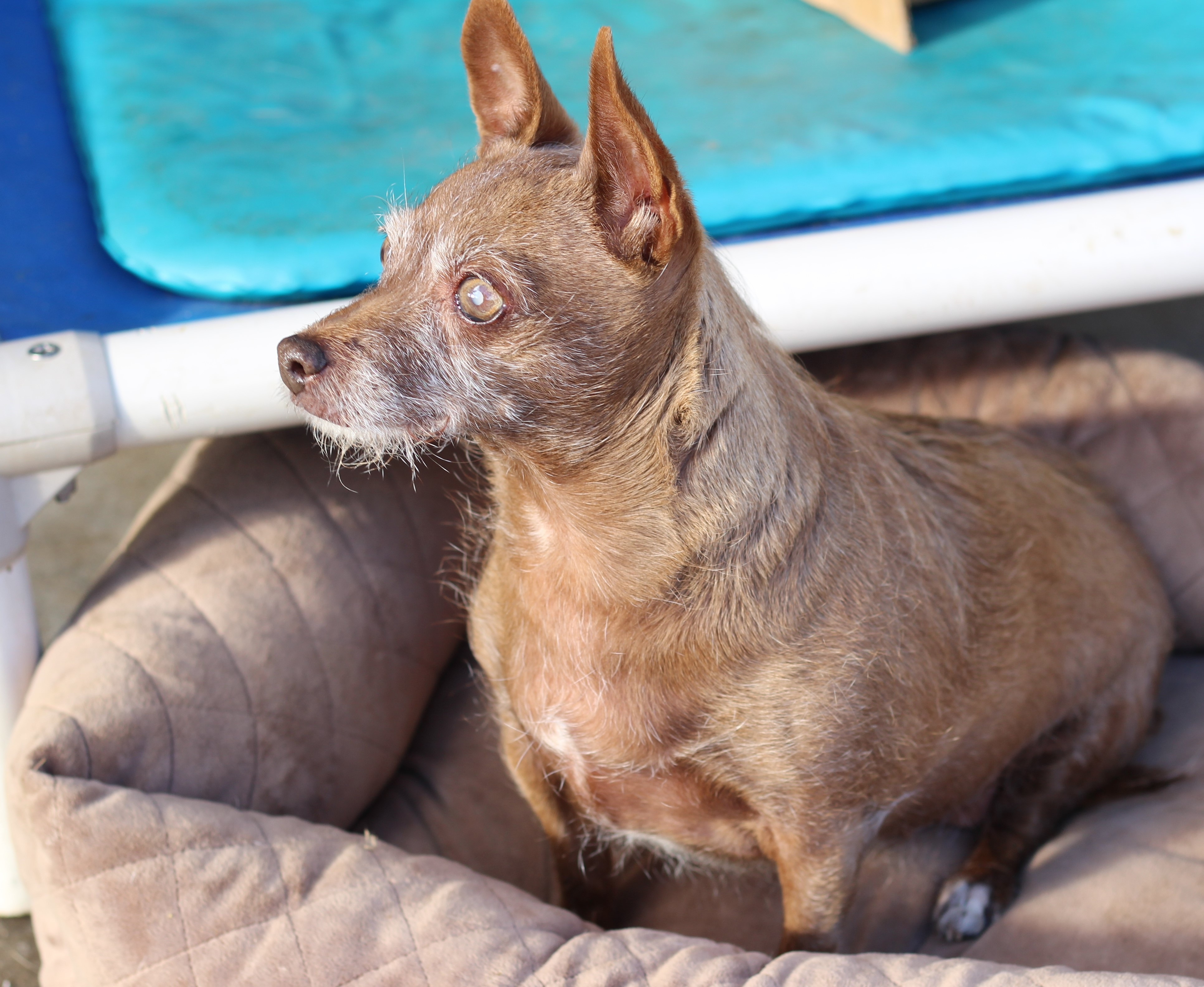 Dana, an adoptable Wire Fox Terrier, Silky Terrier in Creston, CA, 93432 | Photo Image 4