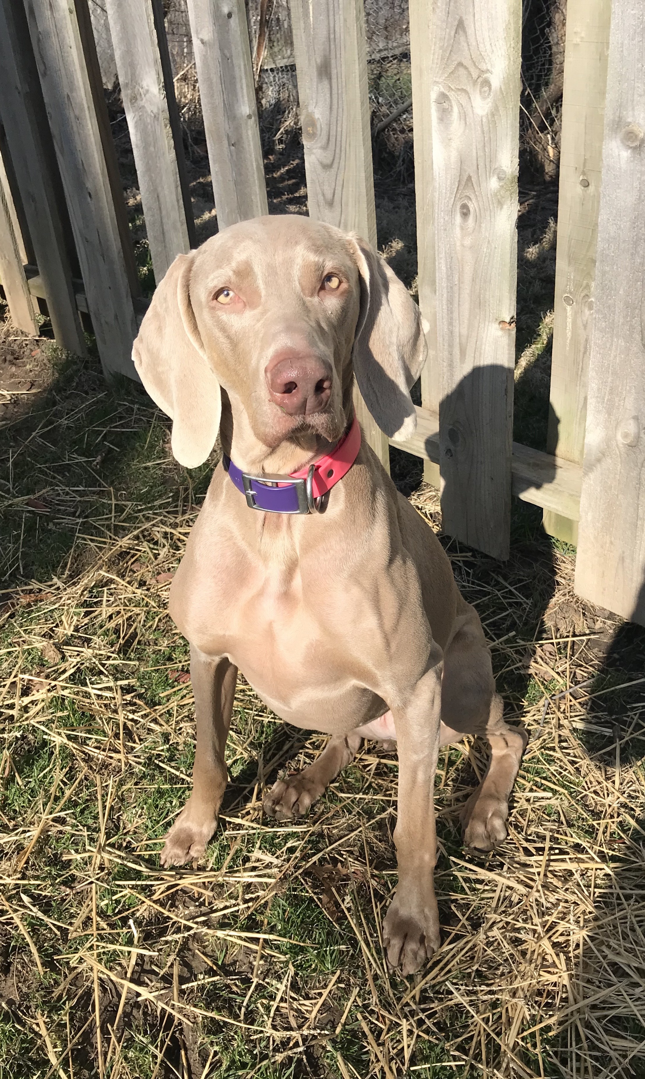 Molly Female Adult Dog Iowa Weimaraner Rescue