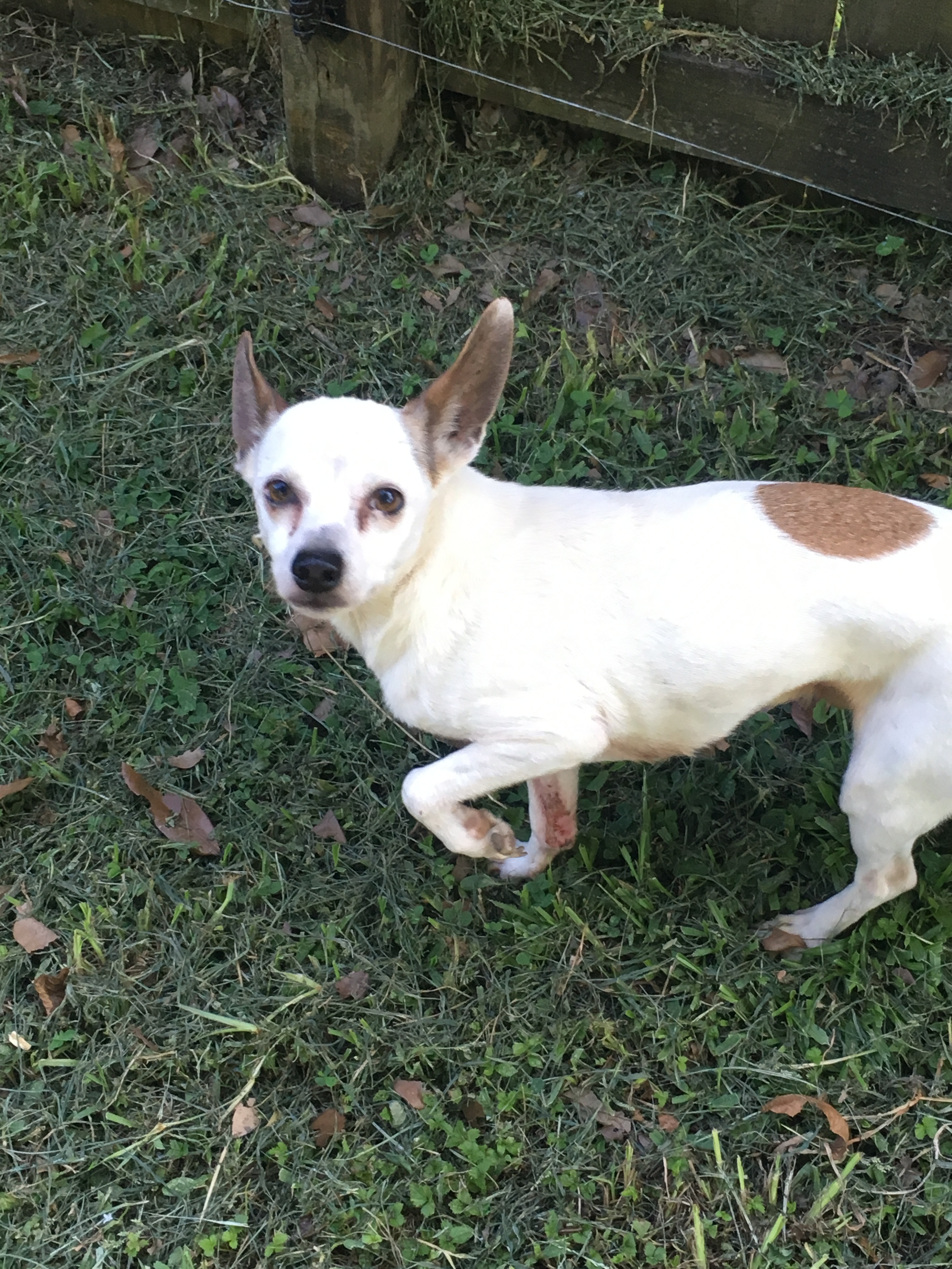 Sitka, an adoptable Italian Greyhound, Chihuahua in Walker, LA, 70785 | Photo Image 1