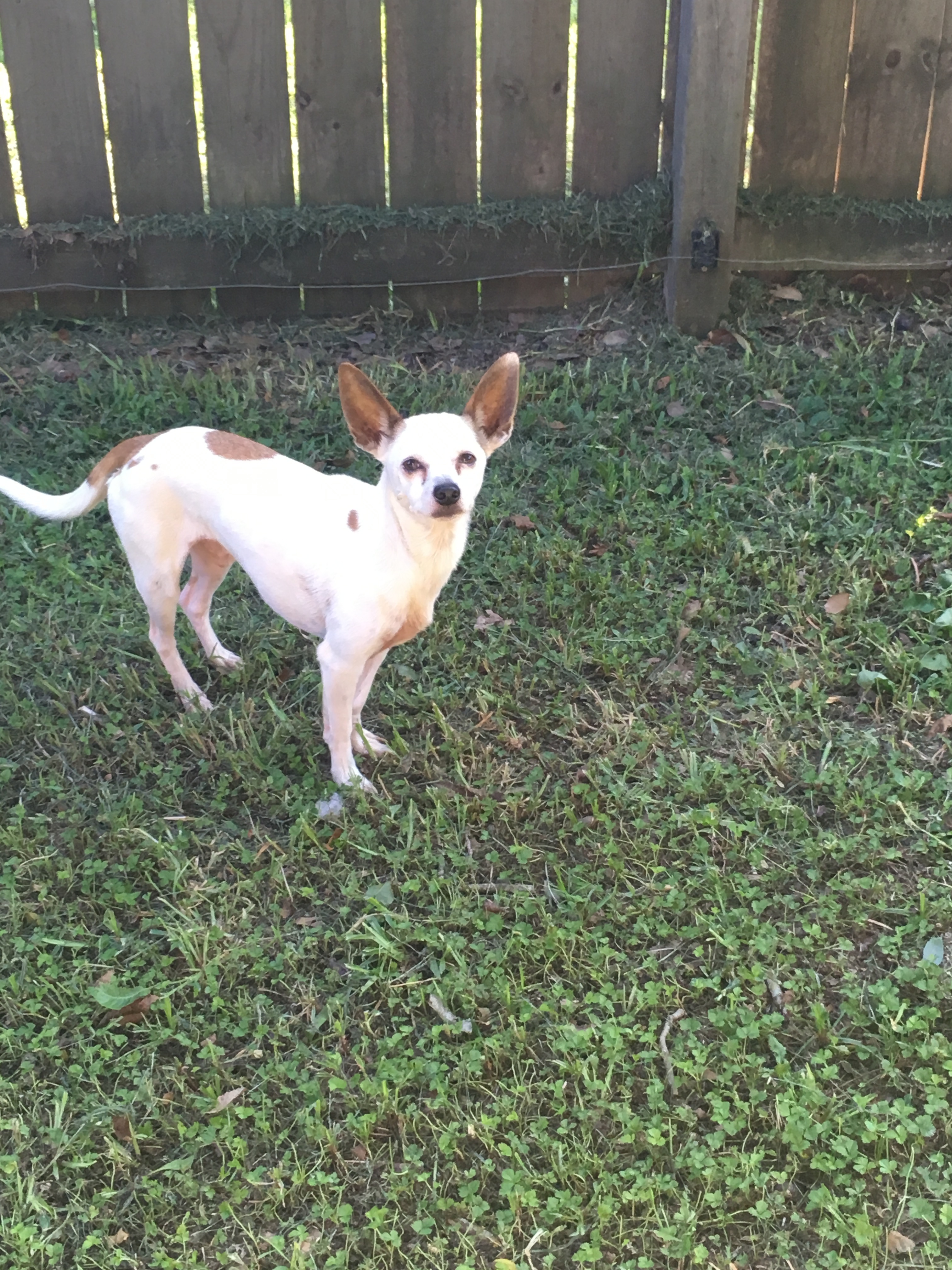 Sitka, an adoptable Italian Greyhound, Chihuahua in Walker, LA, 70785 | Photo Image 2