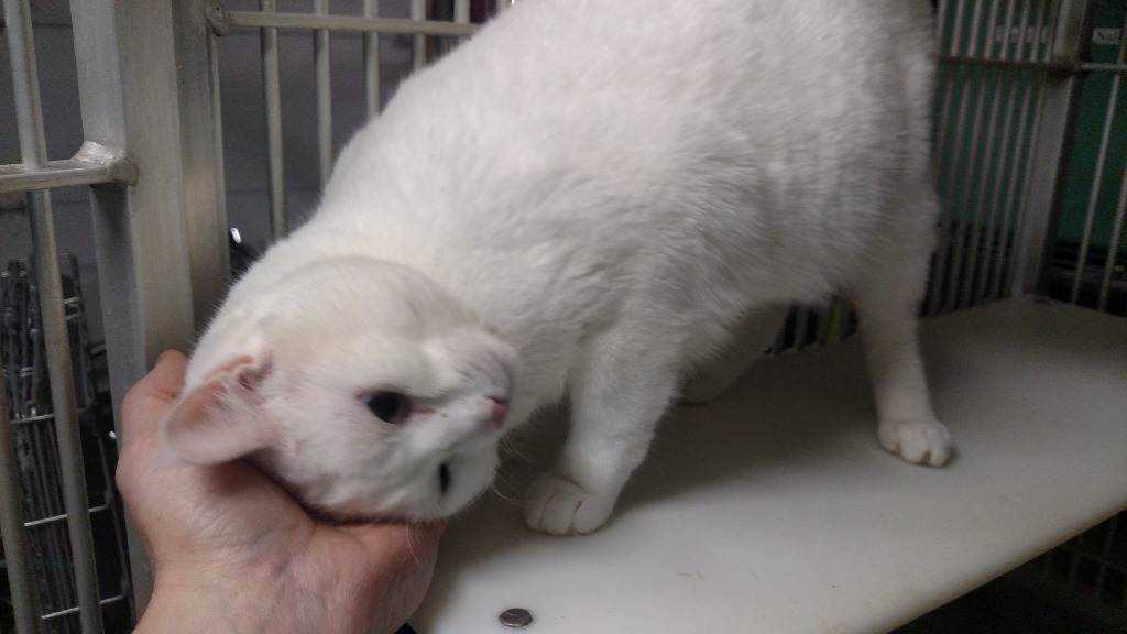 Channary, an adoptable Domestic Short Hair in The Dalles, OR, 97058 | Photo Image 1