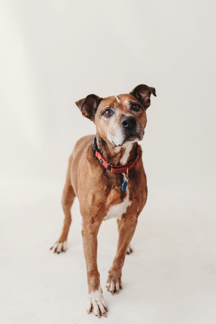 Petey, an adoptable Mixed Breed in Falls Church, VA, 22042 | Photo Image 2